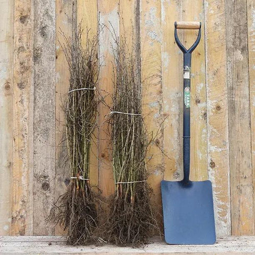 Bareroot Hawthorn Hedging Plants 40/60cm Tall