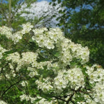 Hawthorn Flowers in Spring
