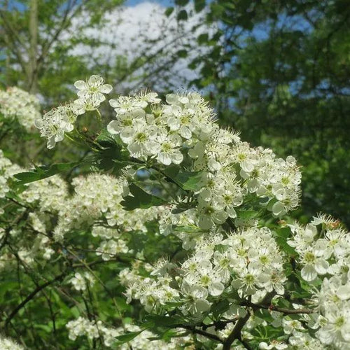 Hawthorn Flowers in Spring