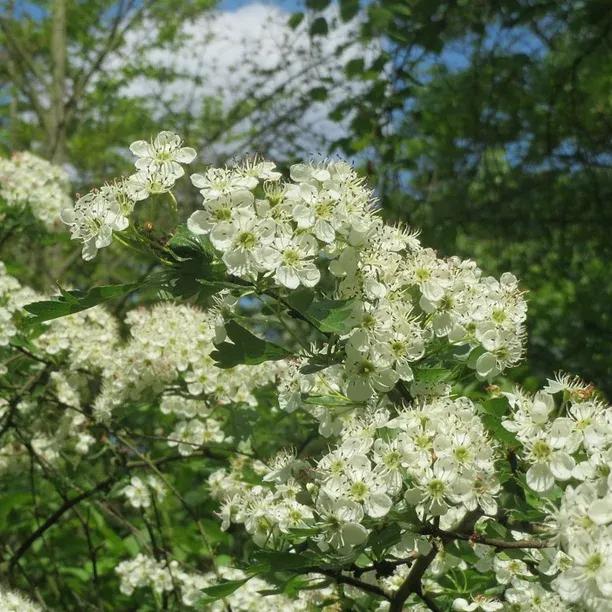 Hawthorn Flowers in Spring