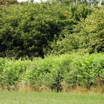 Hawthorn Hedge in Summer