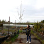 bareroot Pauls Scarlet Hawthorn 8cm to 10cm girth standard tree