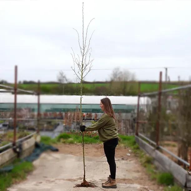 Bareroot Double White 'Plena' Hawthorn 6cm to 8cm girth Standard Tree
