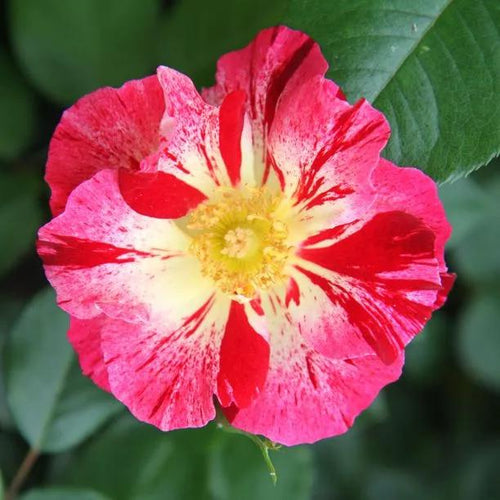 Crazy for you Floribunda Rose Flowers