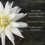Crazy Love Dahlia Flowers