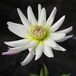 Crazy Love dahlia Flowers ,White with purple rim