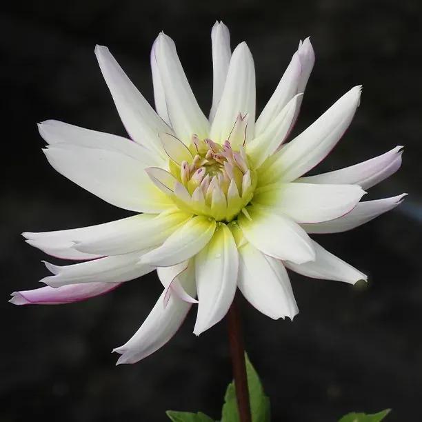 Crazy Love dahlia Flowers ,White with purple rim