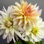 Ivory Cream Dahlia Collection Flowers