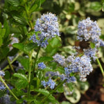 Creeping Blue Ceanothus Flowers
