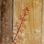 Creme Brulee Heuchera Flower