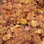 Creme Brulee Heuchera Flowers and Leaves