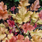 Creme Brulee Heuchera Leaves