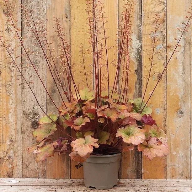 Creme Brulee Heuchera Plant in 2 Litre Pot
