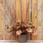 Creme Brulee Heuchera Plant in 2 Litre Pot
