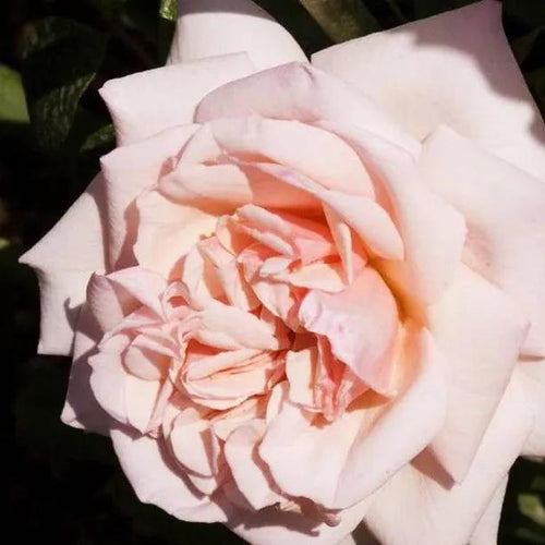 Creme de la Creme Climbing Rose Flowers