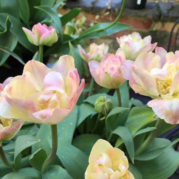 Creme Upstar Tulip Flowers