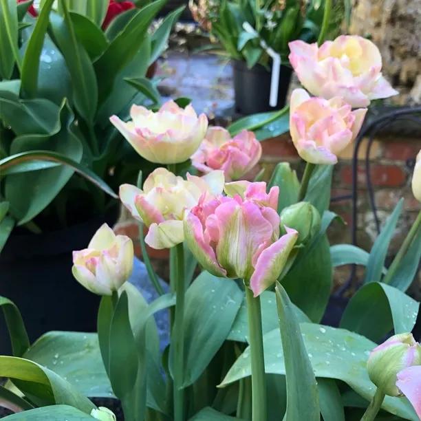Creme Upstar Tulip Flowers