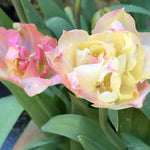 Creme Upstar Tulip Flowers