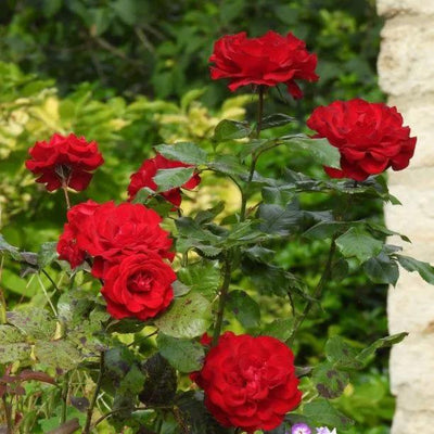 Crimson Cascade Rose Flowers
