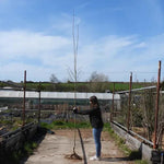 Bareroot 'Crimson Cloud' hawthorn 6cm to 8cm girth standard tree