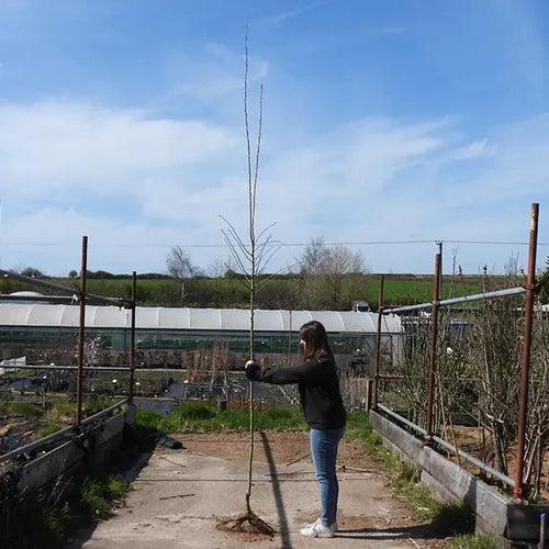 Bareroot 'Crimson Cloud' hawthorn 6cm to 8cm girth standard tree