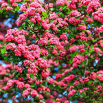 Crimson Cloud Hawthorn Flowers