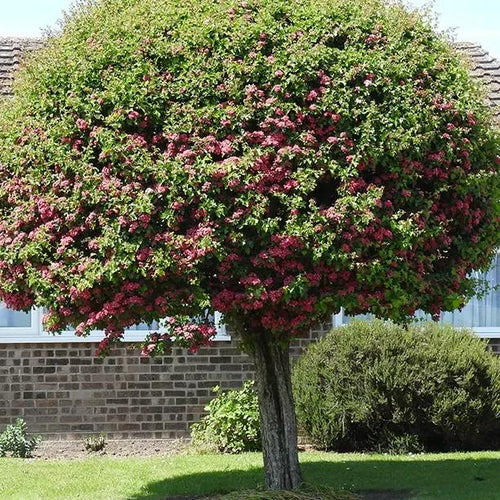 Crimson Cloud Hawthorn Tree in Flower
