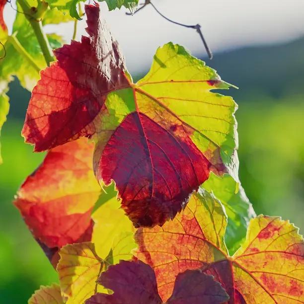 Crimson glory vine leaves in early Autumn