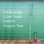 Bareroot Crimson Sentry Maple Tree Extra Long Trunk