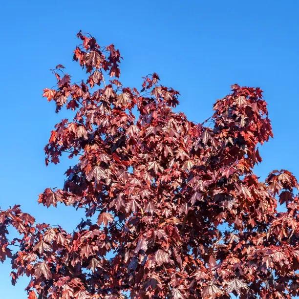 Mature Crimson Sentry Maple Tree