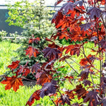 Crimson Sentry Maple Tree