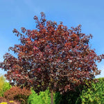 Mature Crimson Sentry Maple Tree
