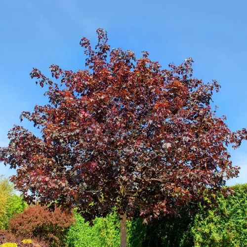 Mature Crimson Sentry Maple Tree