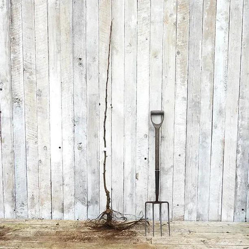 Bareroot Crispin Maiden Apple Tree