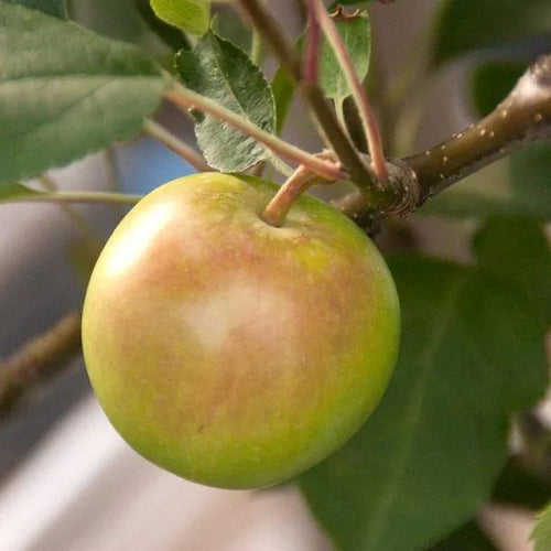 Crispin Apples on the tree