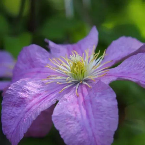 Crystal Fountain Clematis Flowers