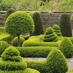 Rounded Common Box hedges and topiary in a flowing formal garden