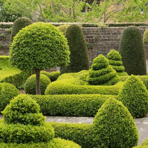 Rounded Common Box hedges and topiary in a flowing formal garden