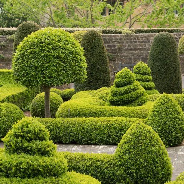 Rounded Common Box hedges and topiary in a flowing formal garden