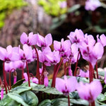 Cyclamen coum Flowers