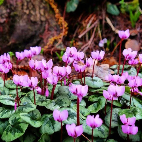 Cyclamen coum Flowers