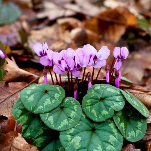 Cyclamen coum Flowers