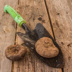 Cyclamen hederifolium Corms