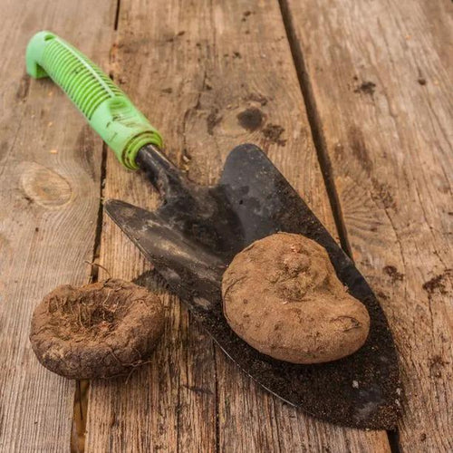 Cyclamen hederifolium Corms