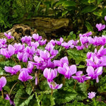 Cyclamen hederifolium Flowers