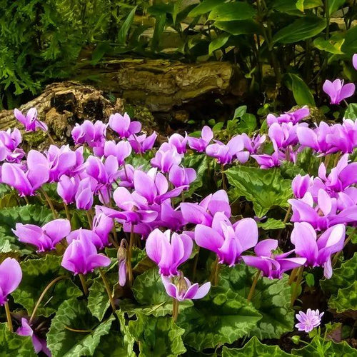Cyclamen hederifolium Flowers