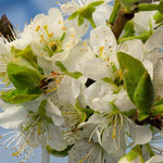 Czar plum tree blossom