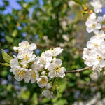 Czar Plum Tree Flowers