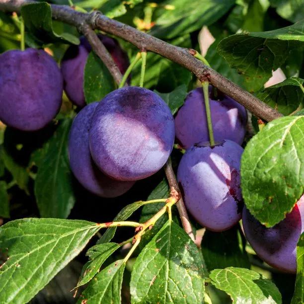 Czar Plums on the tree