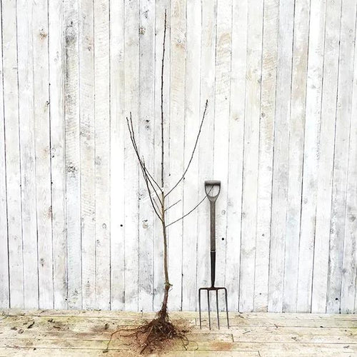 Bareroot Czar Plum - Maiden size tree